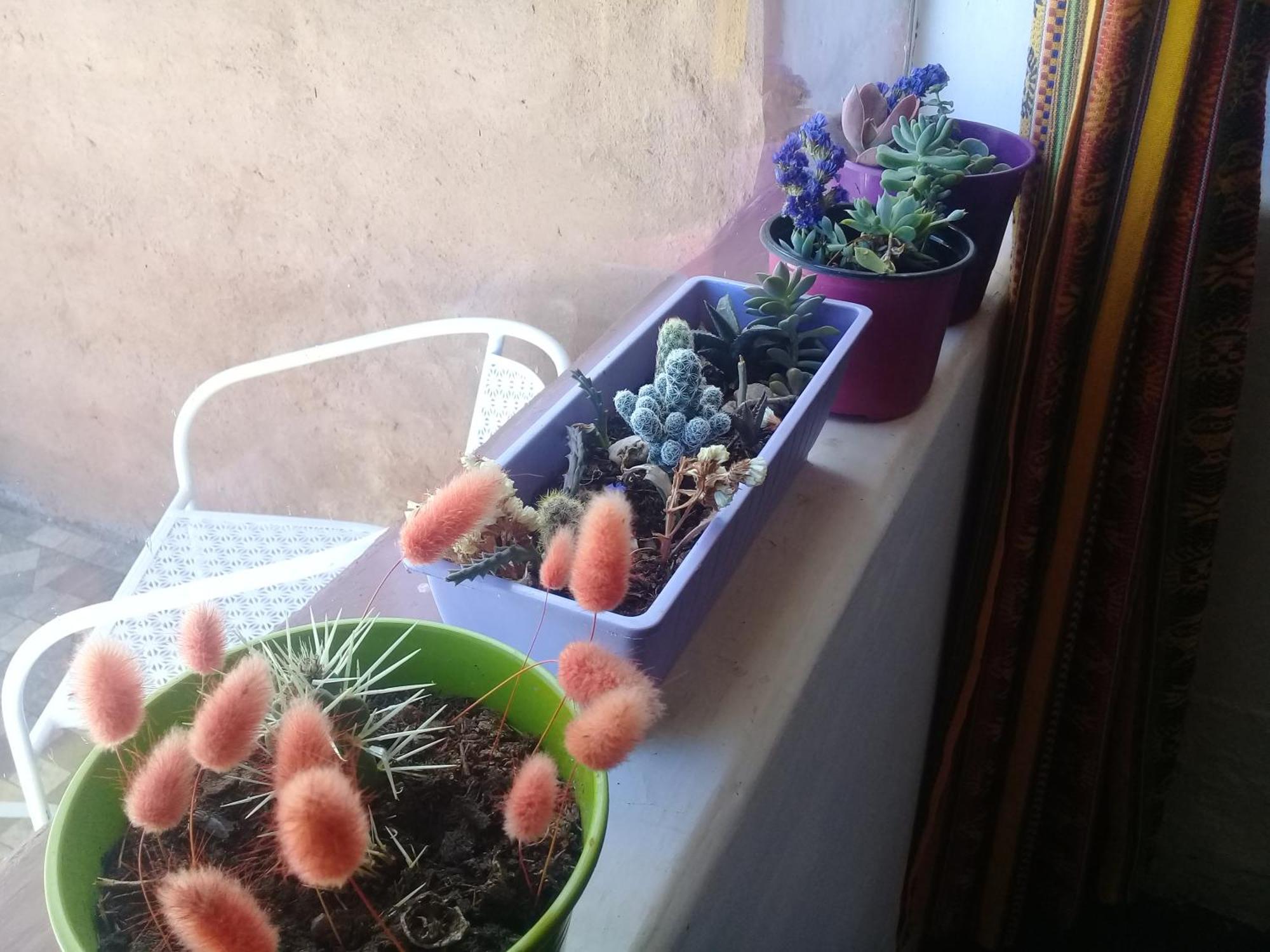 Cabana El Cardon,Casita En El Campo Quebradeno Humahuaca Εξωτερικό φωτογραφία