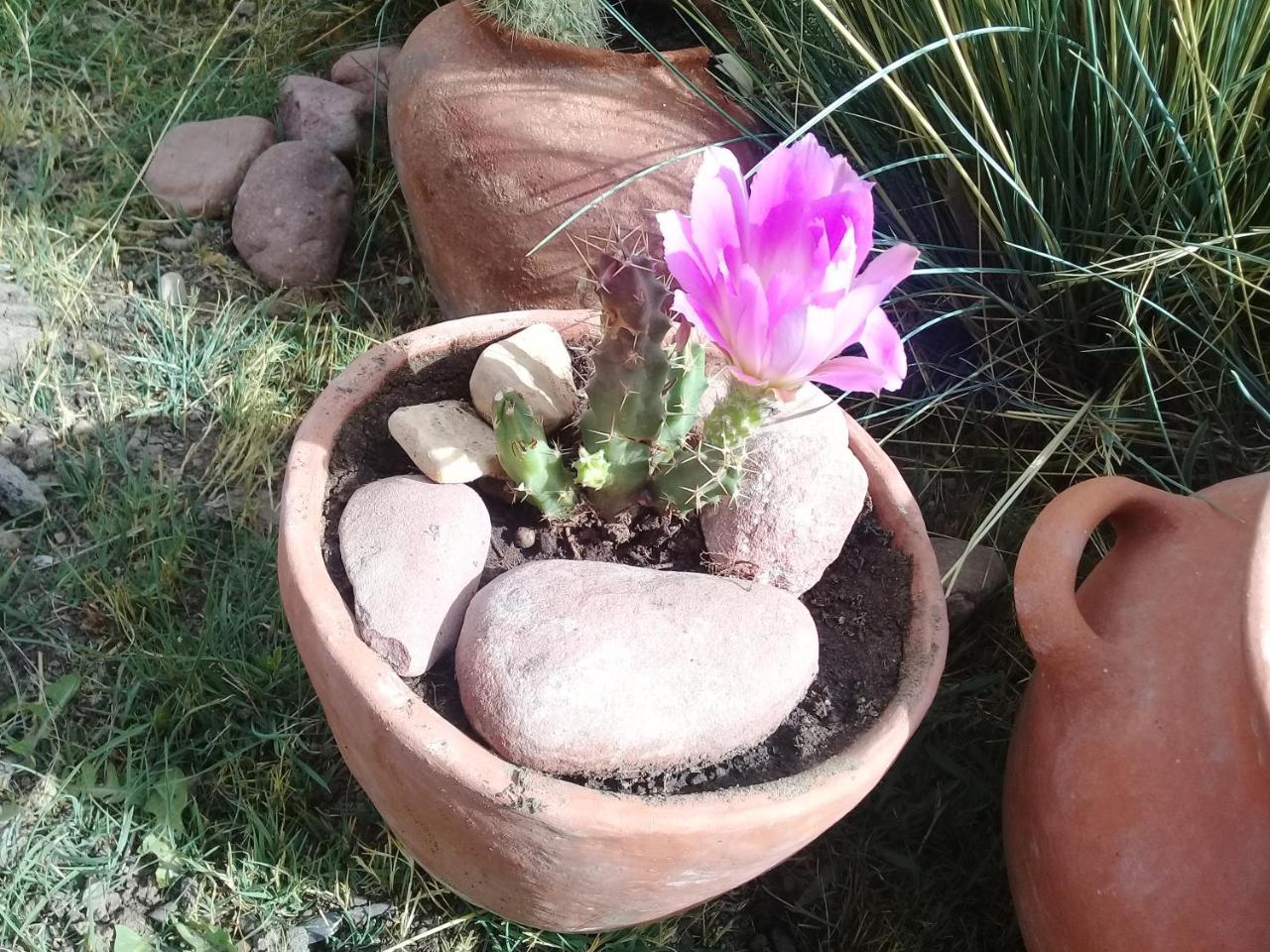 Cabana El Cardon,Casita En El Campo Quebradeno Humahuaca Εξωτερικό φωτογραφία