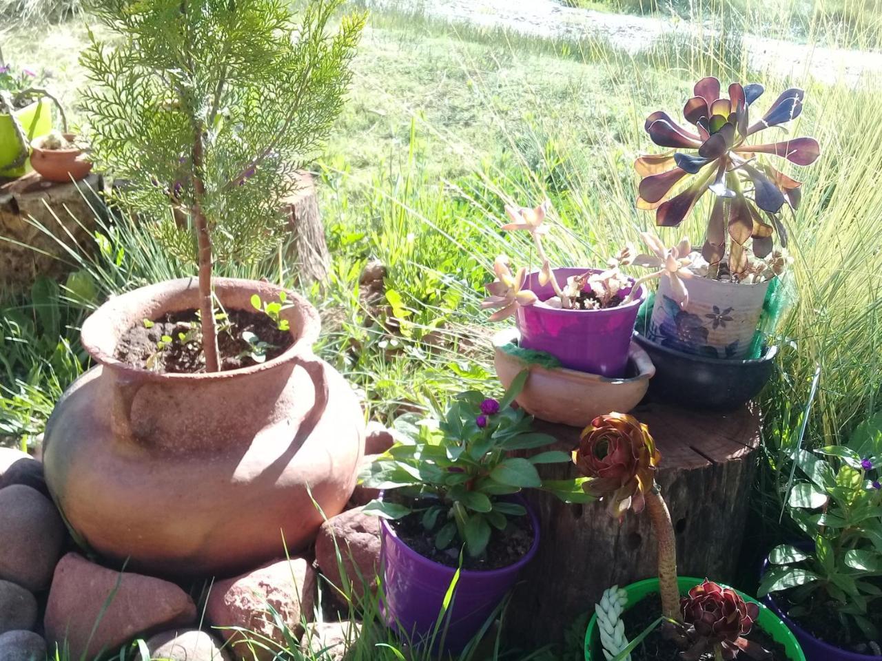 Cabana El Cardon,Casita En El Campo Quebradeno Humahuaca Εξωτερικό φωτογραφία